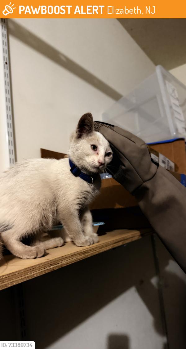 Found/Stray Female Cat last seen Pearl St, Elizabeth, NJ 07202