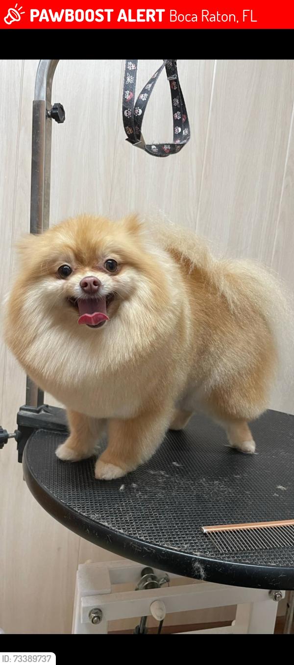 Lost Female Dog last seen Near W Palmetto Park Rd 33432, Boca Raton, FL 33432