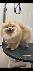 Lost Female Dog last seen Near W Palmetto Park Rd 33432, Boca Raton, FL 33432
