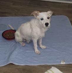 Found/Stray Male Dog last seen Battle Mountain and Yerington, Sunrise Manor, NV 89110