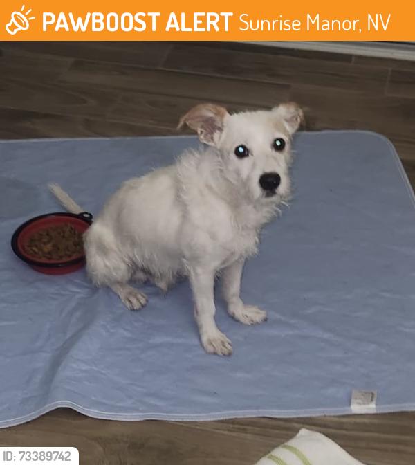 Found/Stray Male Dog last seen Battle Mountain and Yerington, Sunrise Manor, NV 89110