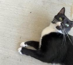 Reunited Female Cat last seen Clairemont Drive (between Iroquois and Dakota) 7-11, San Diego, CA 92117