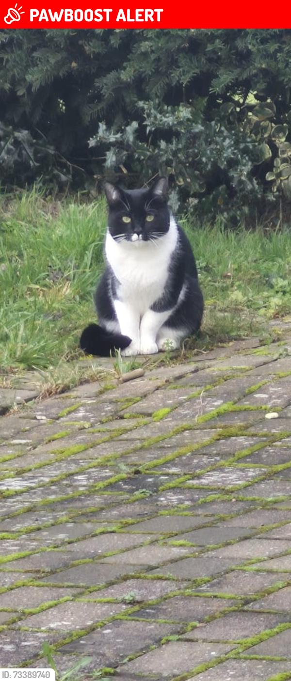 Lost Male Cat last seen Oak tree Lane, Worcestershire, England B49 5LH