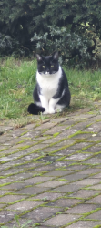Lost Male Cat last seen Oak tree Lane, Worcestershire, England B49 5LH