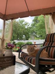 Lost Male Cat last seen Kingsport, Foxmoor Lane, Elgin, IL 60123