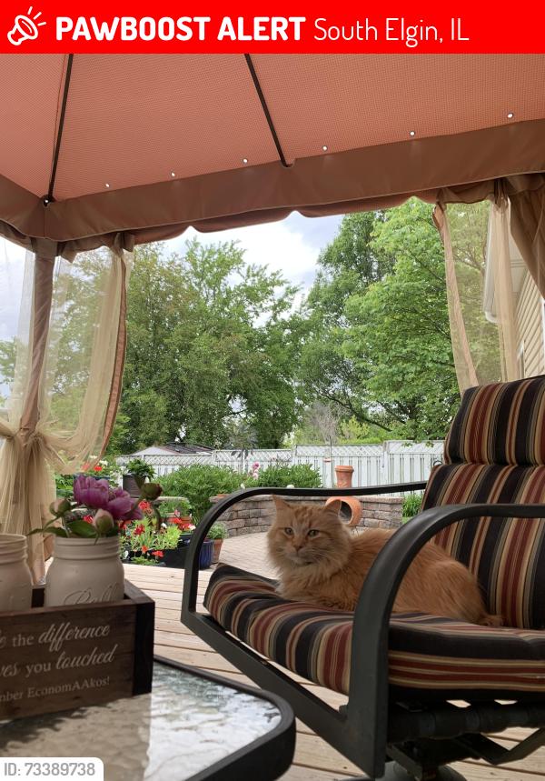 Lost Male Cat last seen Kingsport, Foxmoor Lane, Elgin, IL 60123