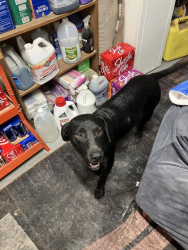 Found/Stray Male Dog last seen Laureen and che, Fresno, CA 93726