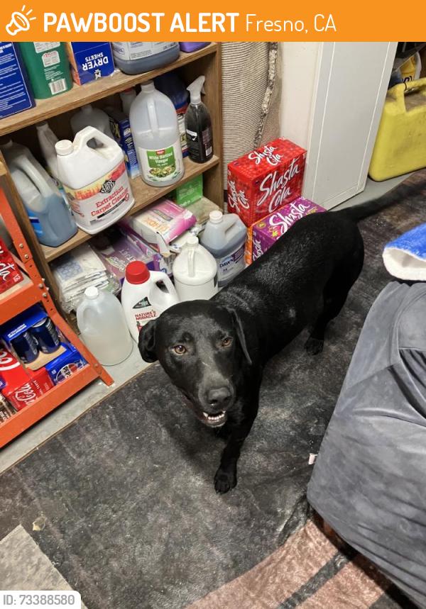 Found/Stray Male Dog last seen Laureen and che, Fresno, CA 93726