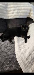 Lost Male Cat last seen Quail Landing apmts, Oklahoma City, OK 73134