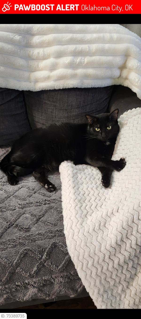 Lost Male Cat last seen Quail Landing apmts, Oklahoma City, OK 73134