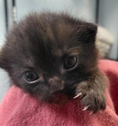 Shelter Stray Female Cat last seen 92104, San Diego, CA, 92104, 5500 Gaines St, San Diego, CA 92110, USA