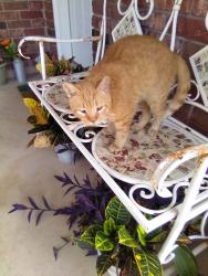 Found/Stray Unknown Cat last seen Brevard Avenue between Fulton St. & Adele St., New Orleans, LA 70127