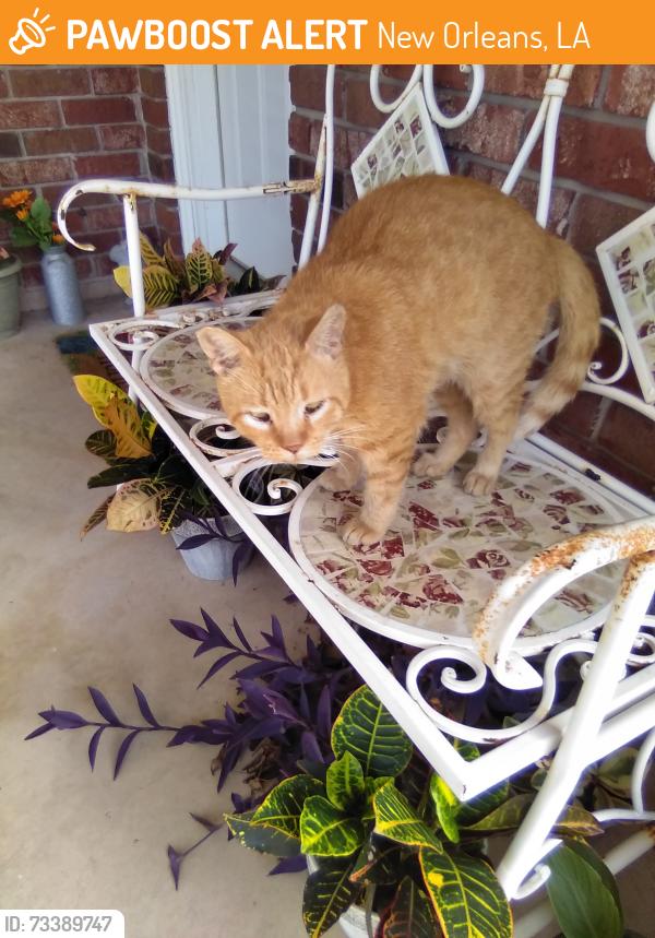Found/Stray Unknown Cat last seen Brevard Avenue between Fulton St. & Adele St., New Orleans, LA 70127