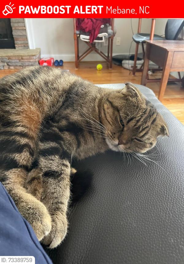 Lost Male Cat last seen Near Osprey drive Mebane, Mebane, NC 27302