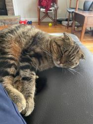 Lost Male Cat last seen Near Osprey drive Mebane, Mebane, NC 27302