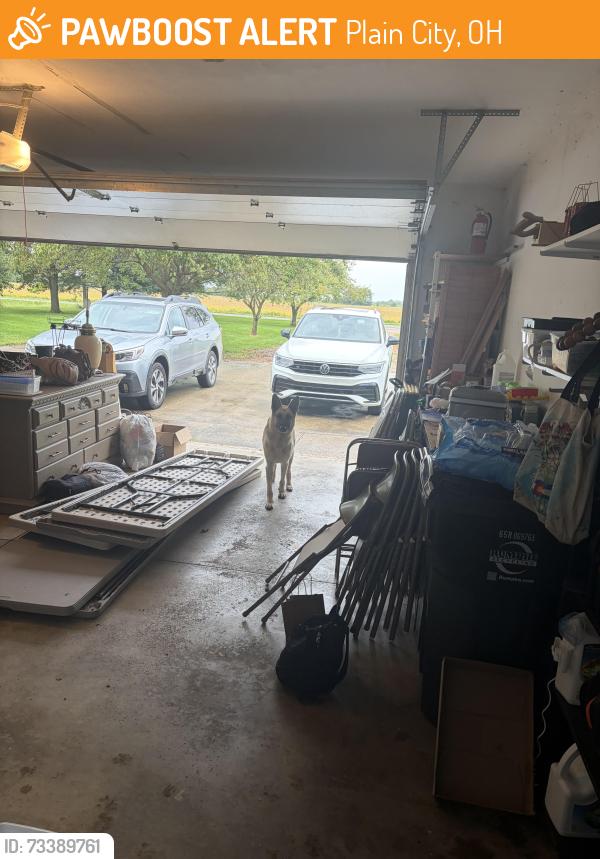 Found/Stray Male Dog last seen Debolt Rd & 161, Plain City, OH 43064