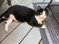 Lost Male Cat last seen Hyman and Waterloo street, London, ON N6B 2R3