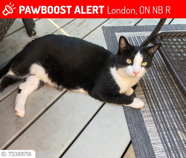 Lost Male Cat last seen Hyman and Waterloo street, London, ON N6B 2R3