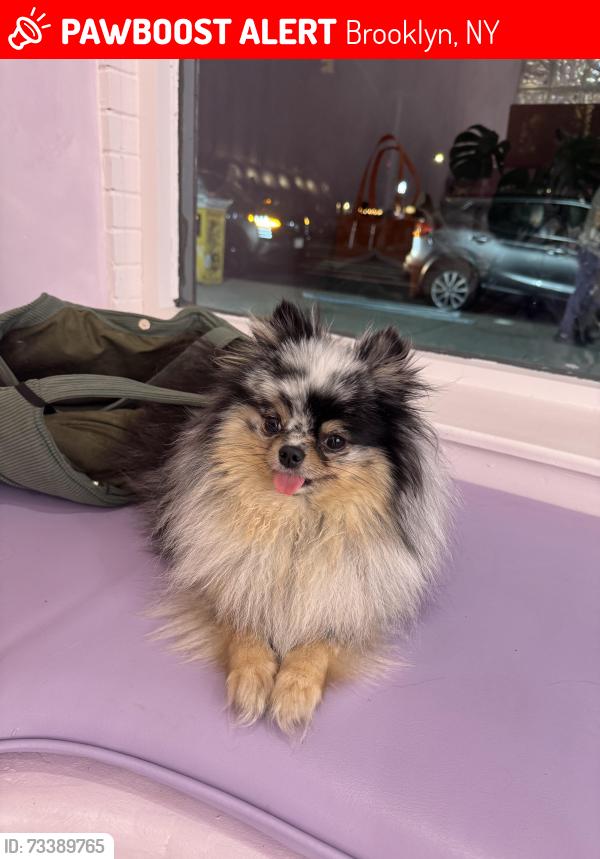 Lost Female Bird last seen Near Woodbine St, New York NY 11237, Brooklyn, NY 11237