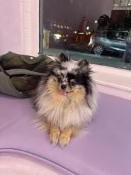 Lost Female Bird last seen Near Woodbine St, New York NY 11237, Brooklyn, NY 11237