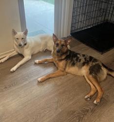 Lost Female Dog last seen Village, San Marcos, CA 92078