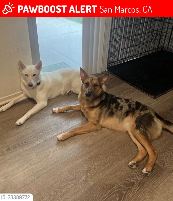 Lost Female Dog last seen Village, San Marcos, CA 92078