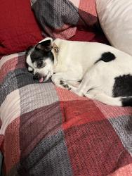 Lost Female Dog last seen Near Lincoln St NW, Maple Lake, MN 55358