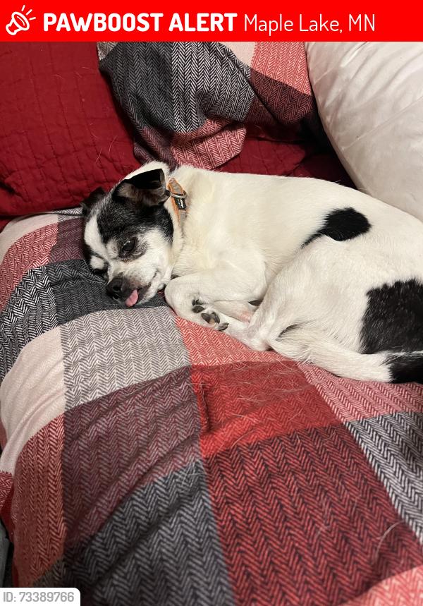 Lost Female Dog last seen Near Lincoln St NW, Maple Lake, MN 55358