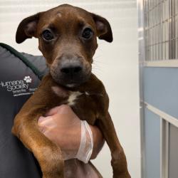 Shelter Stray Female Dog last seen , 3607 N Armenia Ave, Tampa, FL 33607, USA