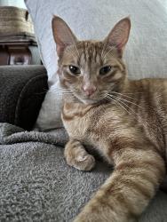 Lost Male Cat last seen Highview and High Oak dr, Belton, TX 76513