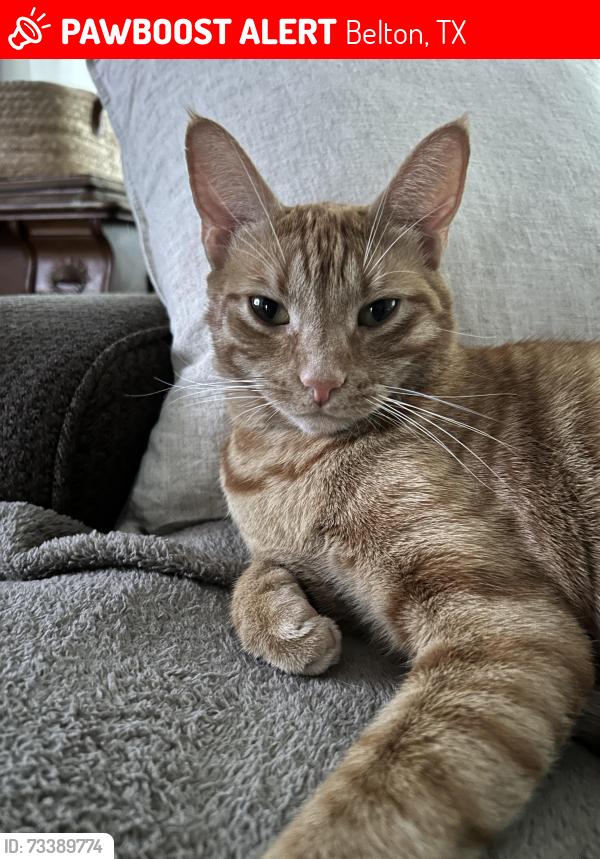 Lost Male Cat last seen Highview and High Oak dr, Belton, TX 76513
