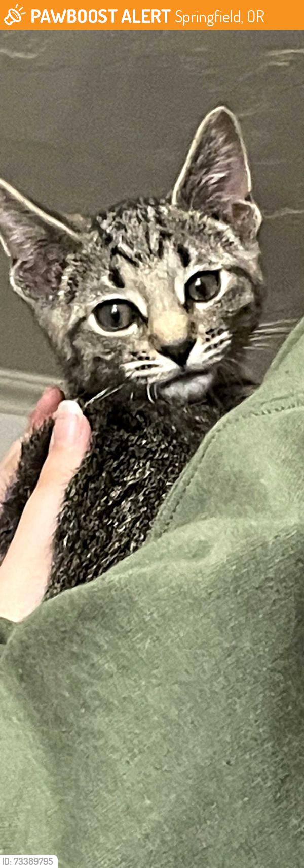 Found/Stray Male Cat last seen Countryside Apts, Springfield, OR 97477
