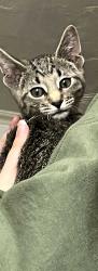 Found/Stray Male Cat last seen Countryside Apts, Springfield, OR 97477
