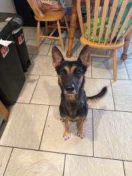 Found/Stray Female Dog last seen Tumbleweed Elementary School, Phoenix, AZ 85029
