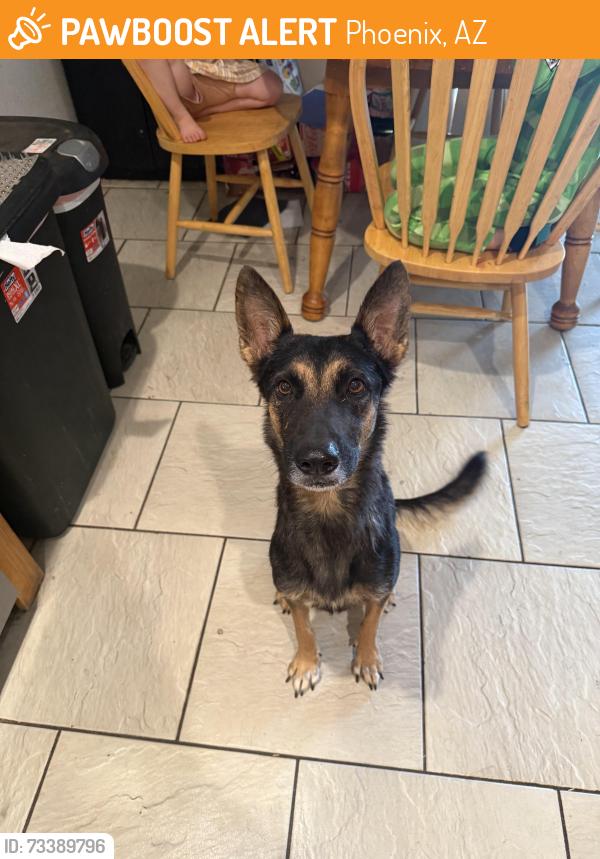 Found/Stray Female Dog last seen Tumbleweed Elementary School, Phoenix, AZ 85029