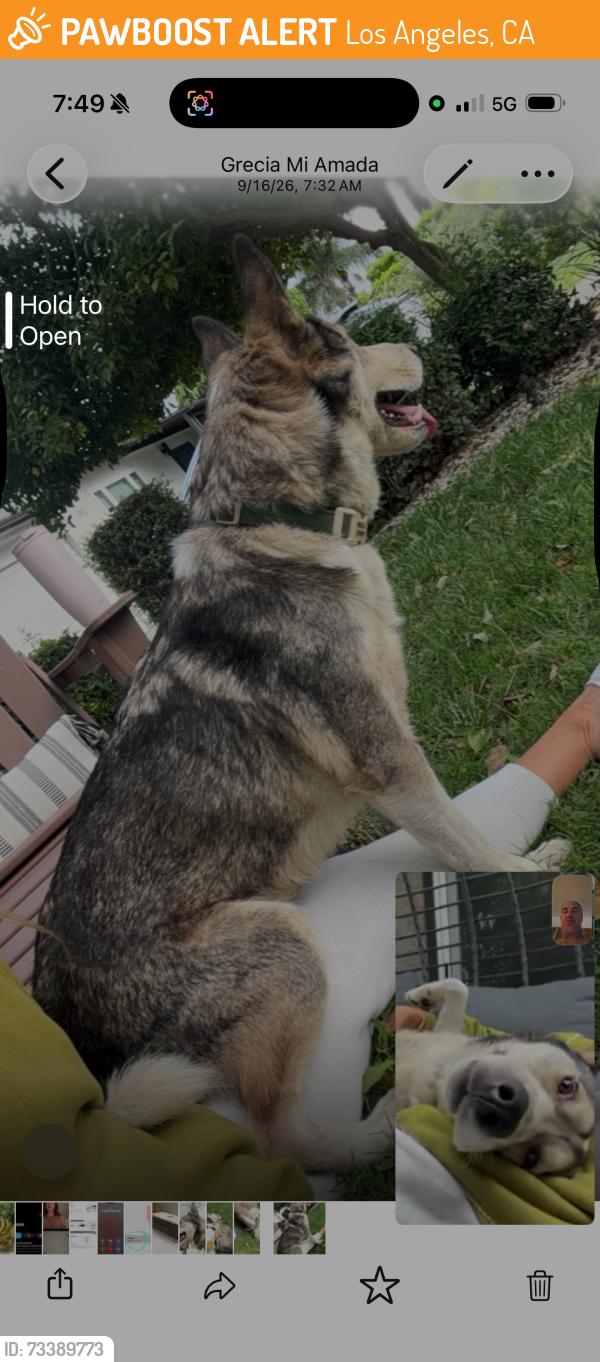 Found/Stray Male Dog last seen Hatteras and van nuys, Los Angeles, CA 91401