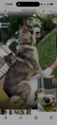 Found/Stray Male Dog last seen Hatteras and van nuys, Los Angeles, CA 91401
