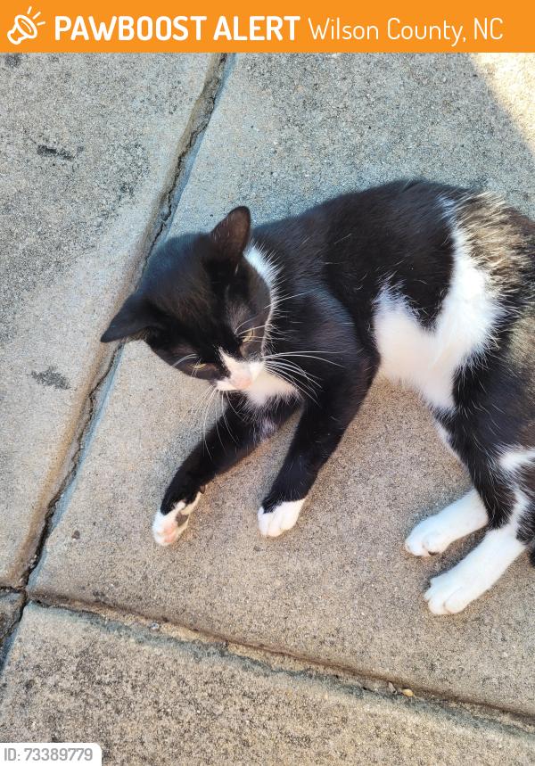 Found/Stray Unknown Cat last seen Bailey rd, sims, nc, 27880, Wilson County, NC 27557