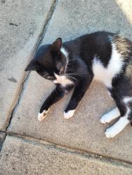 Found/Stray Unknown Cat last seen Bailey rd, sims, nc, 27880, Wilson County, NC 27557