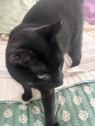 Reunited Female Cat last seen East Ross street, Lancaster, PA 17603