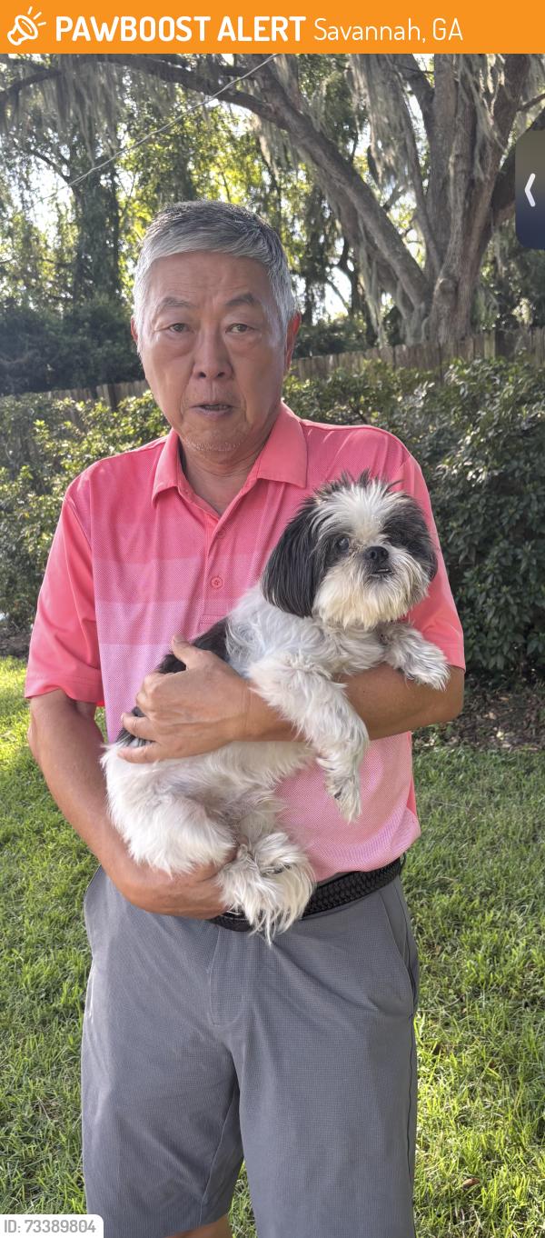 Found/Stray Male Dog last seen kent and sulgrave, Savannah, GA 31406