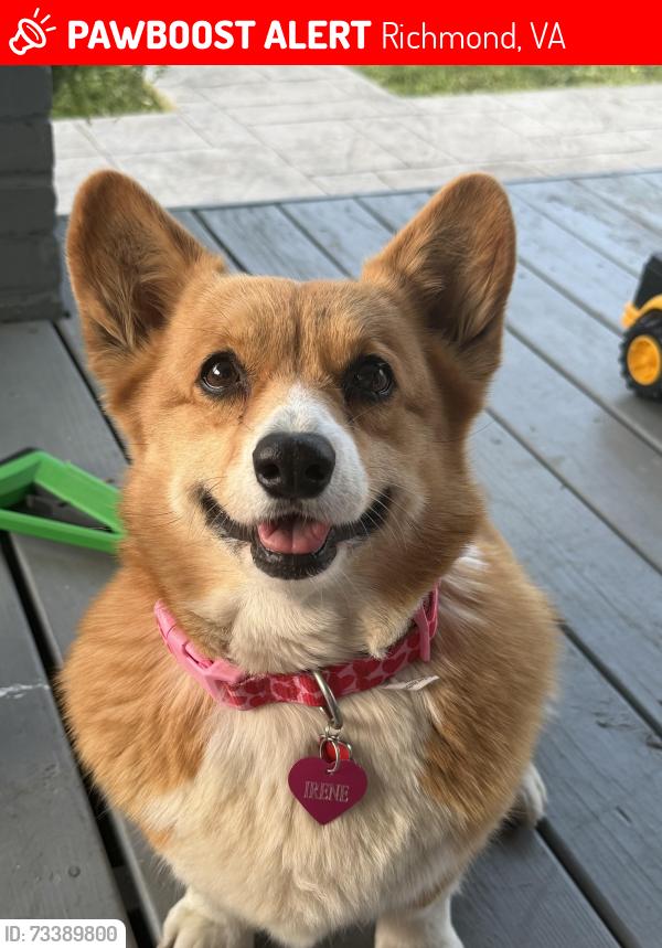 Lost Female Dog last seen Near big Apple supermarket, Richmond, VA 23234