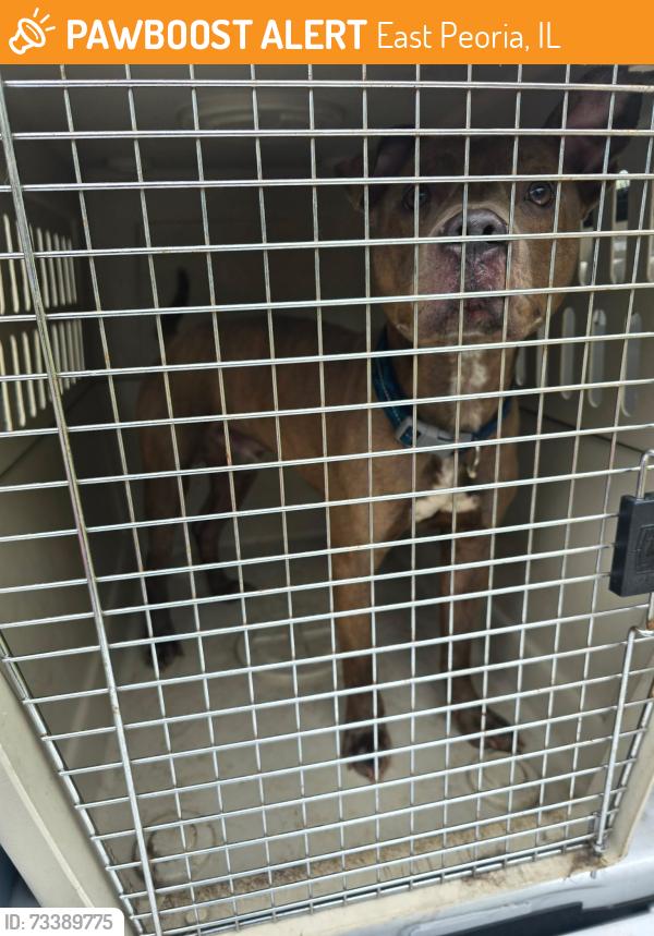 Found/Stray Male Dog last seen 200-Block Keil St East Peoria, East Peoria, IL 61611
