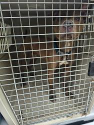 Found/Stray Male Dog last seen 200-Block Keil St East Peoria, East Peoria, IL 61611