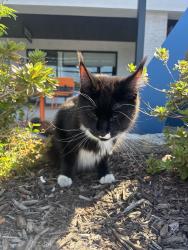 Found/Stray Unknown Cat last seen Nutley amd Lee highway, Pan Am Shopping Center, Fairfax, VA 22031
