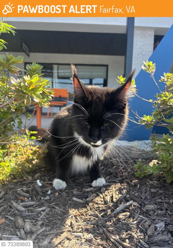 Found/Stray Unknown Cat last seen Nutley amd Lee highway, Pan Am Shopping Center, Fairfax, VA 22031