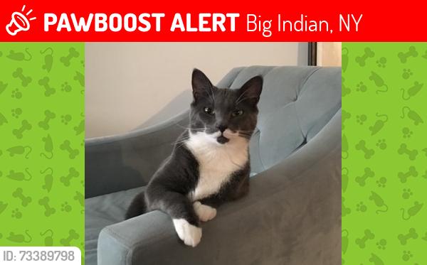 Lost Male Cat last seen McKenley Hallow, Big Indian, NY 12410