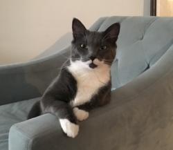 Lost Male Cat last seen McKenley Hallow, Big Indian, NY 12410