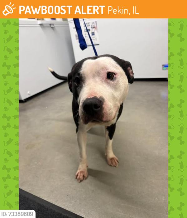 Found/Stray Female Dog last seen Near Rankin School in Pekin, IL, Pekin, IL 61554