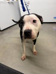 Found/Stray Female Dog last seen Near Rankin School in Pekin, IL, Pekin, IL 61554